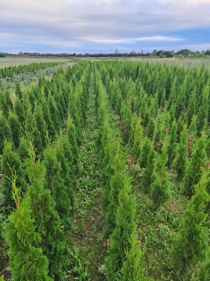 Thuja Smaragd /  Producen /  Pomorskie / Promocja