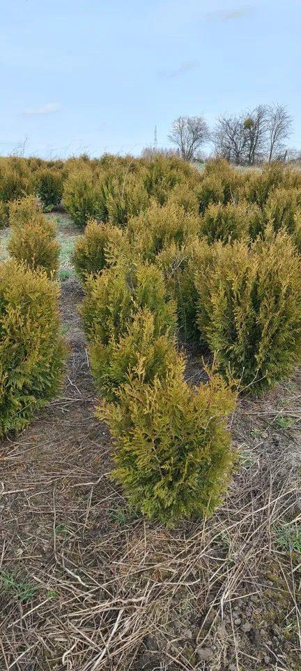 Thuja Kornik Producent Promocja