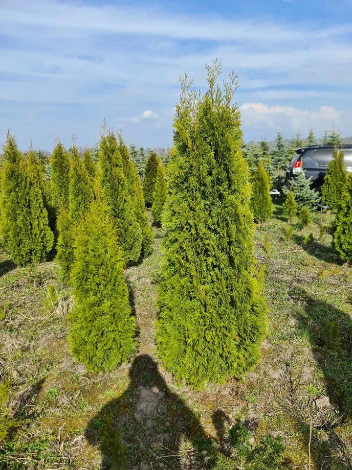 Duże Thuja Smaragd do 2m za 55 zł promocja super cena