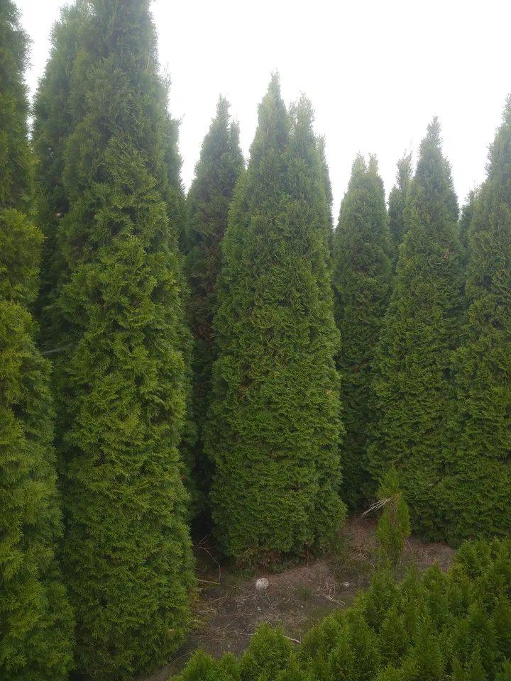 Duże Thuja Smaragd do 5m. Tuja Szmaragd Producentem Okazjia Promocja