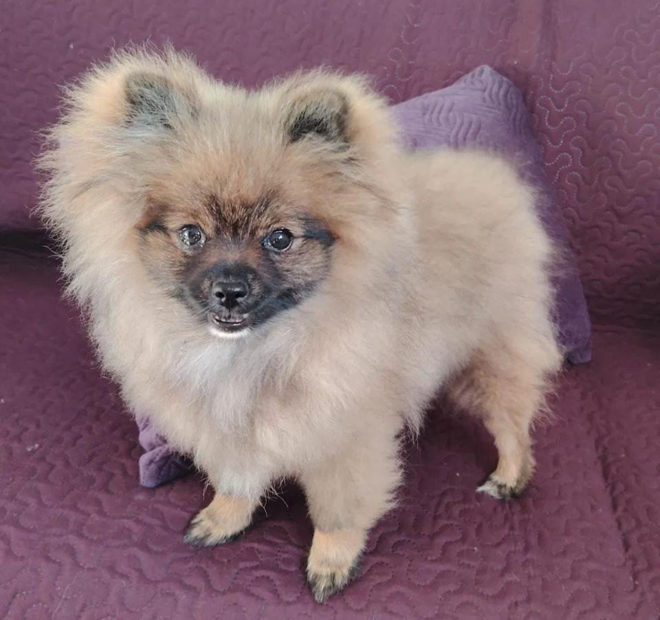 PIESEK szpic miniaturowy Pomeranian z rodowodem malutka kulka XXS