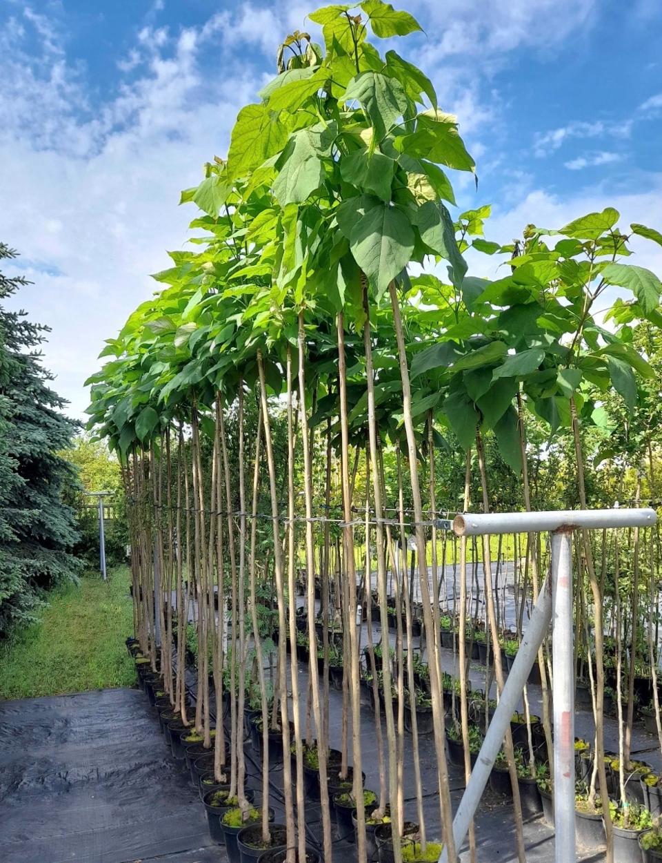 Katalpa kulistą odmiana Nana