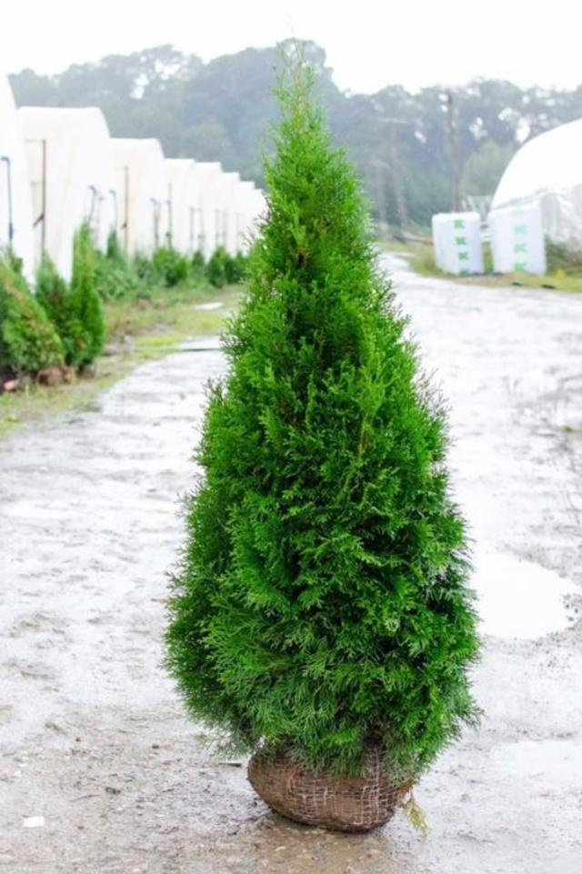 TUJA SZMARAGDOWA 160-180cm dostawa gratis cały kraj