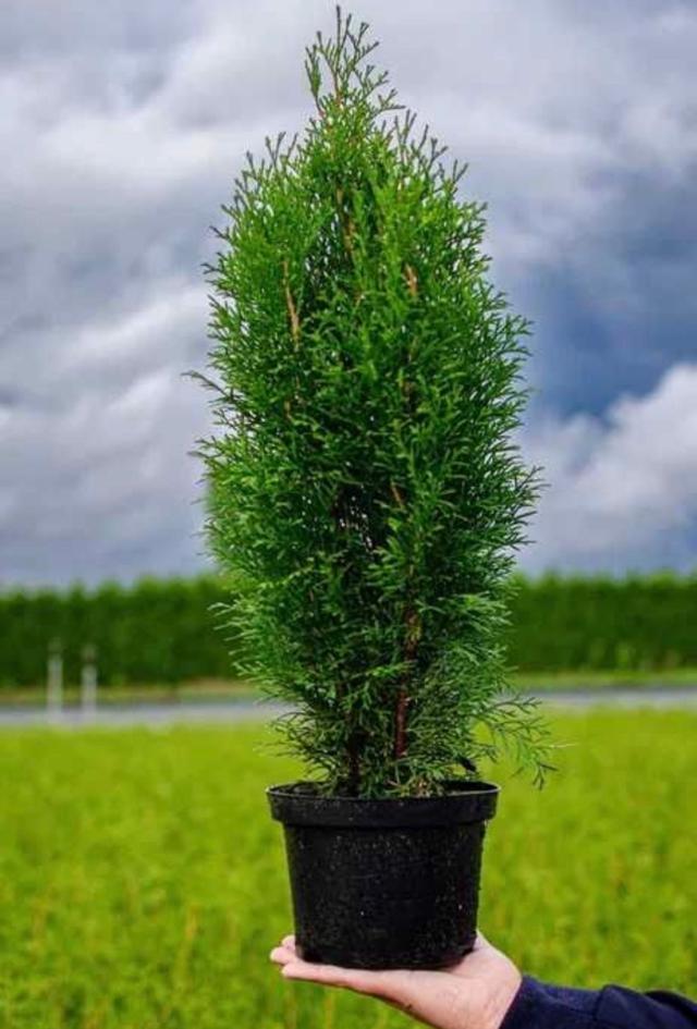 TUJA SZMARAGD 160-180 cm dostawa gratis cały kraj