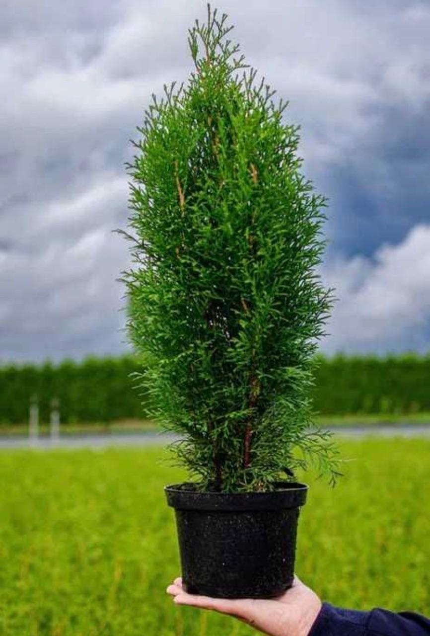 TUJA SZMARAGD 160-180 cm dostawa gratis cały kraj