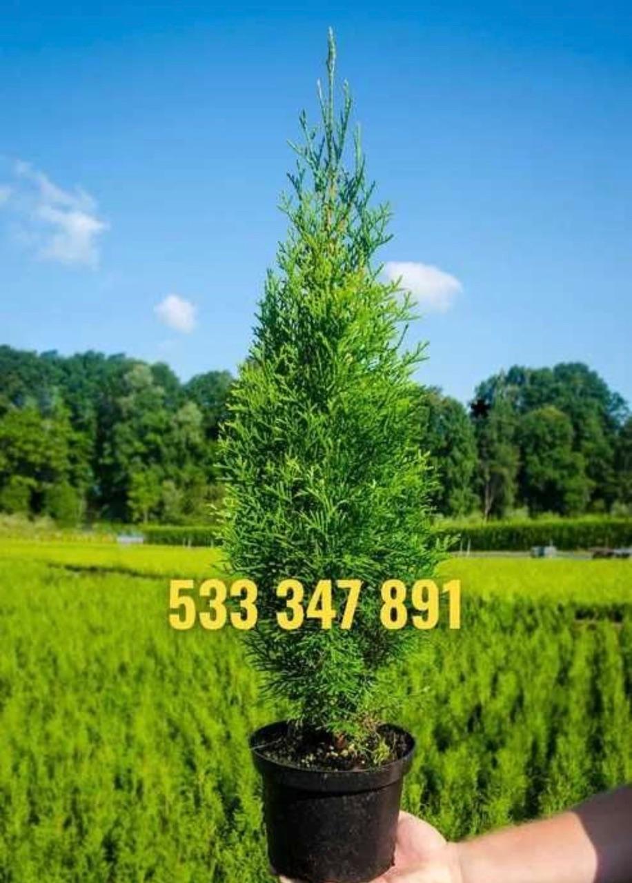Tuja tuje szmaragd 60-80 dostawa gratis