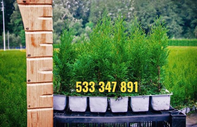 Tuja tuje szmaragd i brabant 40-60cm dostawa gratis