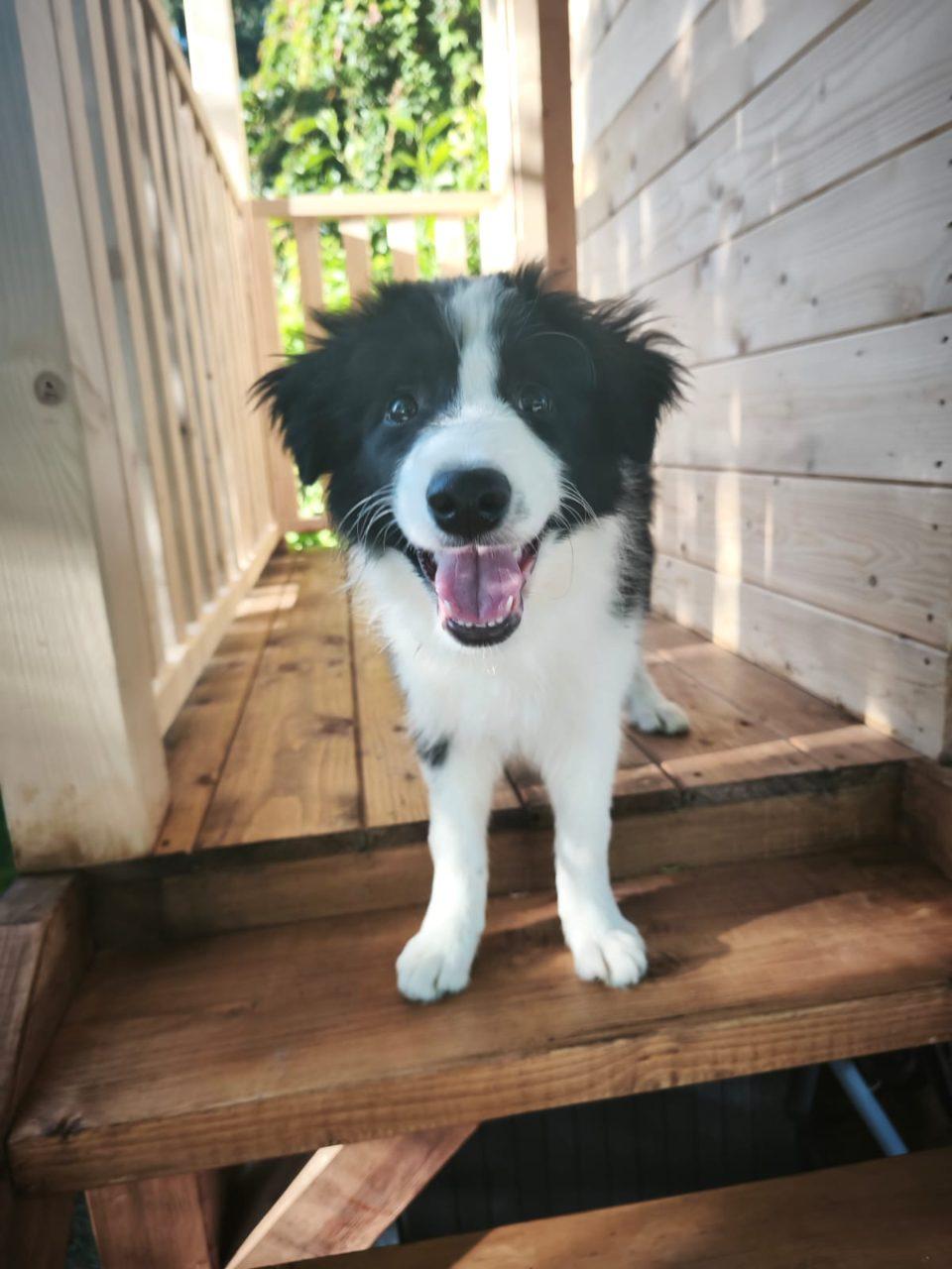 Border Collie Szczenięta